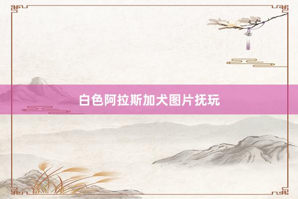 白色阿拉斯加犬图片抚玩